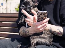 FLAVR Pug Case - Doorzichtig iPhone SE / 8 / 7 hoesje